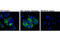 Phosphatidylinositol 3,4,5-trisphosphate-dependent Rac exchanger 1 protein antibody, 13168S, Cell Signaling Technology, Immunocytochemistry image 