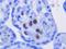 Cytomegalovirus antibody, NBP1-22532, Novus Biologicals, Immunohistochemistry frozen image 