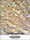 Family With Sequence Similarity 91 Member A1 antibody, 61-761, ProSci, Immunohistochemistry paraffin image 