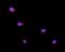 Galactosidase Beta 1 antibody, A01829-3, Boster Biological Technology, Immunofluorescence image 