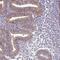 B-Box And SPRY Domain Containing antibody, NBP1-82204, Novus Biologicals, Immunohistochemistry paraffin image 