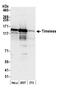 Protein timeless homolog antibody, A300-961A, Bethyl Labs, Western Blot image 