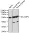 SBP1 antibody, LS-C331366, Lifespan Biosciences, Western Blot image 