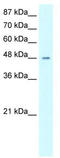 High mobility group protein 20A antibody, TA331147, Origene, Western Blot image 
