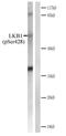 Serine/Threonine Kinase 11 antibody, GTX30765, GeneTex, Western Blot image 