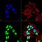 Gamma-aminobutyric acid receptor-associated protein-like 3 antibody, PA5-77792, Invitrogen Antibodies, Immunofluorescence image 