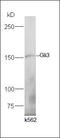 GLI Family Zinc Finger 3 antibody, orb157158, Biorbyt, Western Blot image 