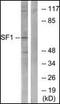 Splicing Factor 1 antibody, orb95987, Biorbyt, Western Blot image 