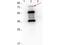 Erpd/Arp37  antibody, NBP2-21681, Novus Biologicals, Western Blot image 