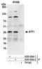Cyclic AMP-dependent transcription factor ATF-1 antibody, A303-036A, Bethyl Labs, Immunoprecipitation image 
