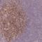 Raftlin antibody, NBP2-14655, Novus Biologicals, Immunohistochemistry paraffin image 