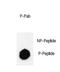 Lysine-specific demethylase 4B antibody, PA5-72371, Invitrogen Antibodies, Dot Blot image 