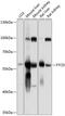 Formimidoyltransferase-cyclodeaminase antibody, GTX66570, GeneTex, Western Blot image 