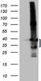 Lck-interacting transmembrane adapter 1 antibody, NBP2-45653, Novus Biologicals, Western Blot image 