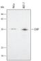 STIP1 homology and U box-containing protein 1 antibody, AF4685, R&D Systems, Western Blot image 