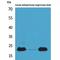 Adrenomedullin antibody, LS-C386969, Lifespan Biosciences, Western Blot image 