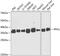 Pyrophosphatase (Inorganic) 1 antibody, 15-345, ProSci, Western Blot image 