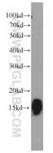 NAF-1 antibody, 13318-1-AP, Proteintech Group, Western Blot image 