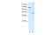 LIM/homeobox protein Lhx2 antibody, 31-212, ProSci, Western Blot image 