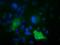 Lysyl oxidase homolog 2 antibody, orb100924, Biorbyt, Immunofluorescence image 