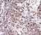 Complement Component 5a Receptor 2 antibody, orb248152, Biorbyt, Immunohistochemistry paraffin image 