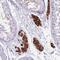Glutamate Rich 4 antibody, PA5-61751, Invitrogen Antibodies, Immunohistochemistry frozen image 