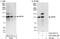 M-Phase Phosphoprotein 8 antibody, A303-052A, Bethyl Labs, Immunoprecipitation image 
