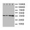 Proline Rich Protein HaeIII Subfamily 2 antibody, orb76196, Biorbyt, Western Blot image 