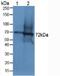 Dystrophin antibody, LS-C692566, Lifespan Biosciences, Western Blot image 