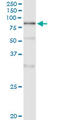 DNA Polymerase Alpha 2, Accessory Subunit antibody, LS-C139497, Lifespan Biosciences, Immunoprecipitation image 