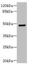 Doublecortin antibody, A58738-100, Epigentek, Western Blot image 