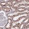 Sarcosine dehydrogenase, mitochondrial antibody, HPA058086, Atlas Antibodies, Immunohistochemistry paraffin image 