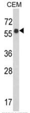 WD Repeat Domain 1 antibody, AP17831PU-N, Origene, Western Blot image 