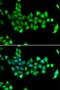 Heat Shock Protein Family A (Hsp70) Member 14 antibody, LS-C346229, Lifespan Biosciences, Immunofluorescence image 