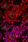 Transition Protein 2 antibody, A6773, ABclonal Technology, Immunofluorescence image 