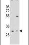 Olfactory Receptor Family 5 Subfamily L Member 2 antibody, PA5-24542, Invitrogen Antibodies, Western Blot image 