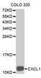 HSF antibody, MBS128719, MyBioSource, Western Blot image 