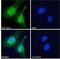 Dynein Light Chain LC8-Type 1 antibody, 45-487, ProSci, Enzyme Linked Immunosorbent Assay image 
