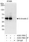Arrestin Beta 2 antibody, A303-785A, Bethyl Labs, Immunoprecipitation image 