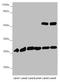 6-Phosphogluconolactonase antibody, orb41082, Biorbyt, Western Blot image 