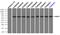 Nuclear Receptor Binding Protein 1 antibody, TA500461, Origene, Immunoprecipitation image 