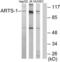 A-LAP antibody, LS-C119291, Lifespan Biosciences, Western Blot image 
