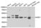 NudE Neurodevelopment Protein 1 antibody, PA5-77139, Invitrogen Antibodies, Western Blot image 