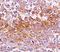 Premelanosome Protein antibody, orb248540, Biorbyt, Immunohistochemistry paraffin image 