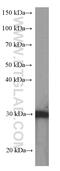 14-3-3 sigma antibody, 66251-1-Ig, Proteintech Group, Western Blot image 