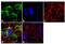 Dihydropyrimidinase Like 5 antibody, MA3-701, Invitrogen Antibodies, Immunofluorescence image 