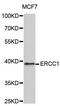 ERCC Excision Repair 1, Endonuclease Non-Catalytic Subunit antibody, MBS125149, MyBioSource, Western Blot image 