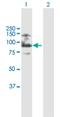 ASXL Transcriptional Regulator 2 antibody, H00055252-B01P, Novus Biologicals, Western Blot image 