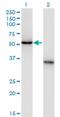 Nuclear RNA Export Factor 3 antibody, H00056000-M02, Novus Biologicals, Western Blot image 