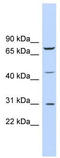 Early Growth Response 3 antibody, TA335747, Origene, Western Blot image 